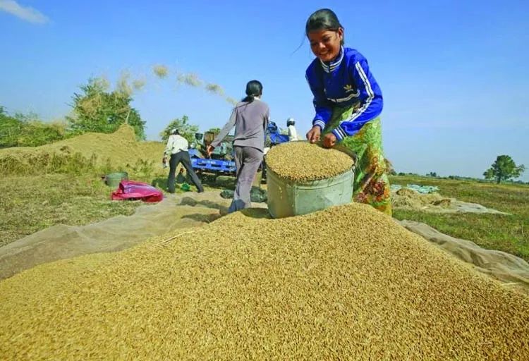 緬甸國內大米價格暴漲刷新紀錄；大米出口量喜人